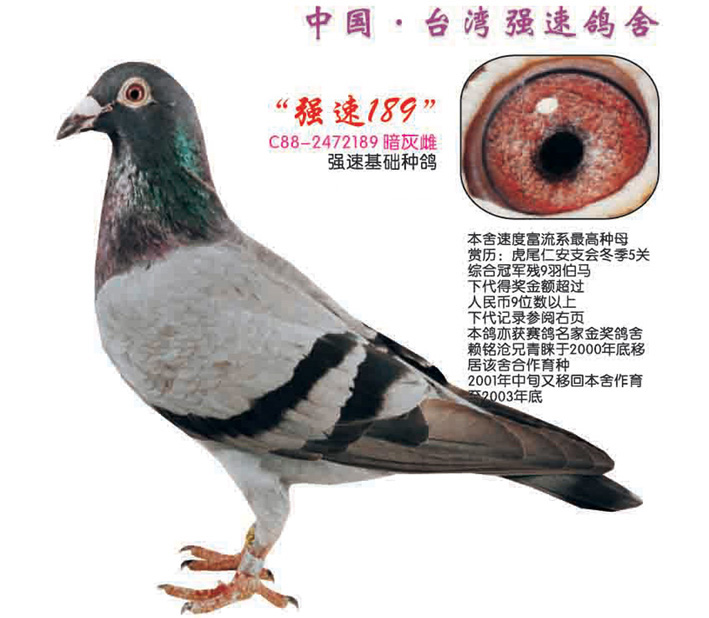 com爱鸽商城_中国信鸽信息网