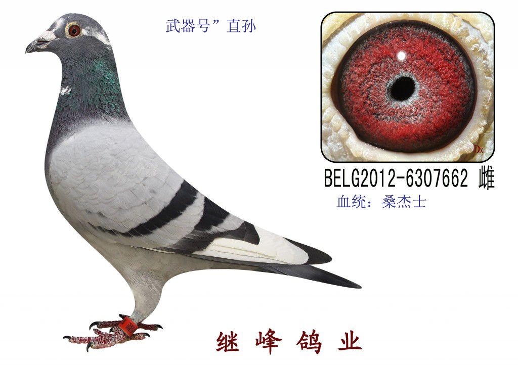 桑杰士"武器号"直孙