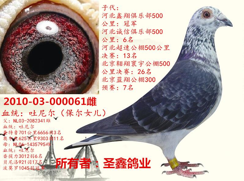 吐尼尔_圣鑫鸽业-中信网爱鸽商城