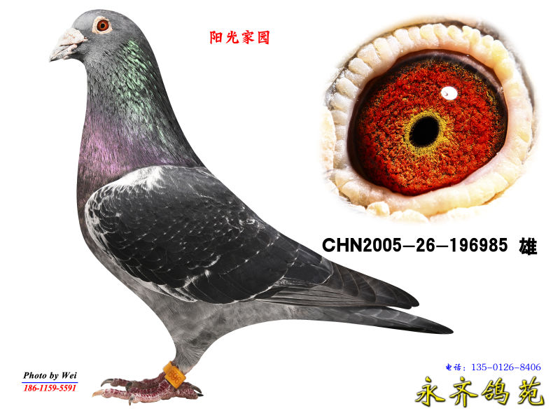 阳光家园超级种鸽图片