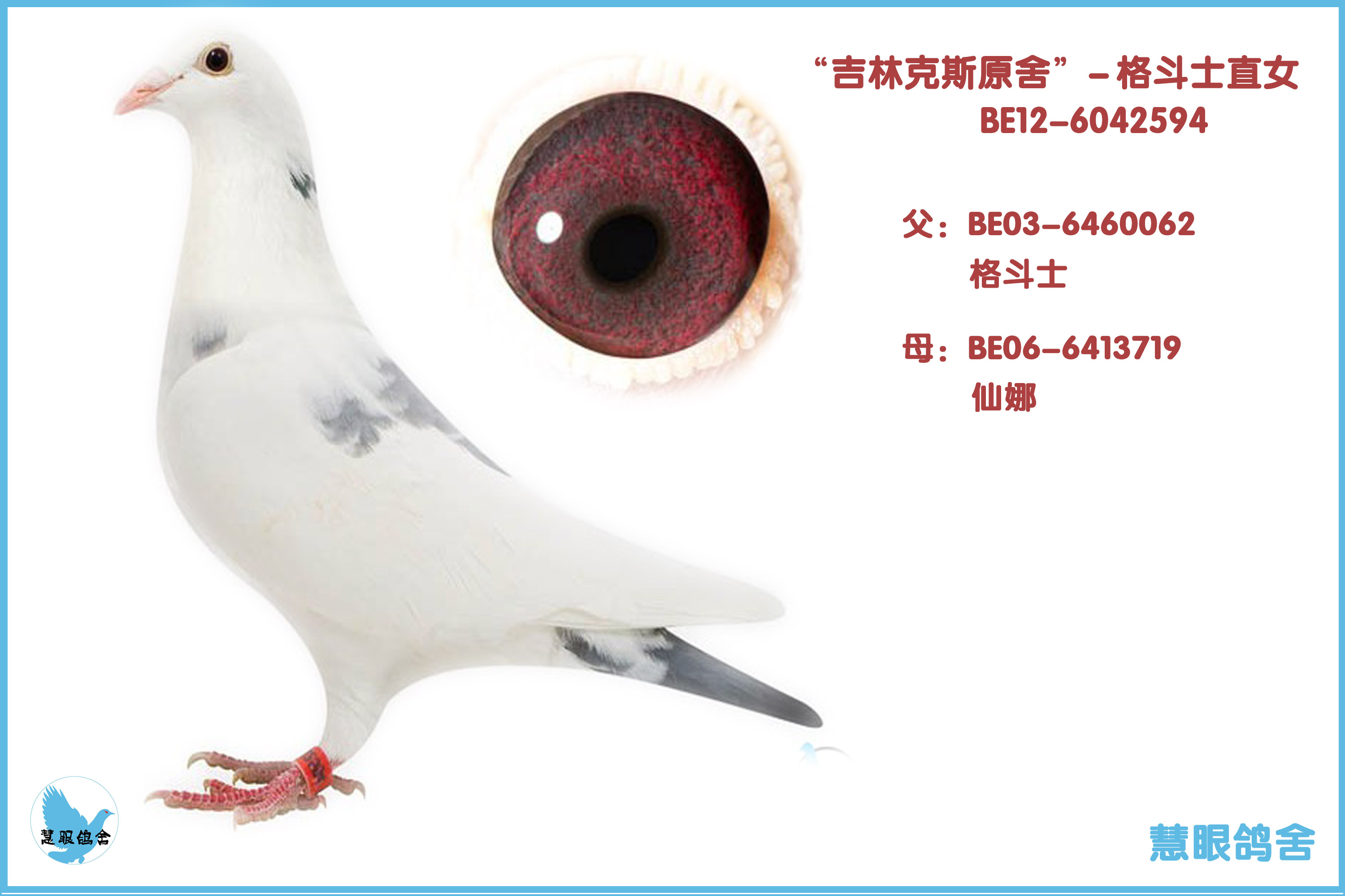 吉林克斯原舍-格斗士直女