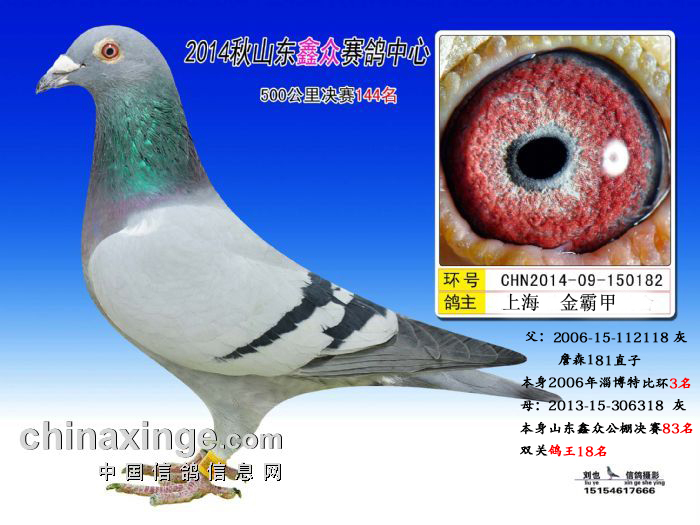 长江鸽业种鸽介绍图片