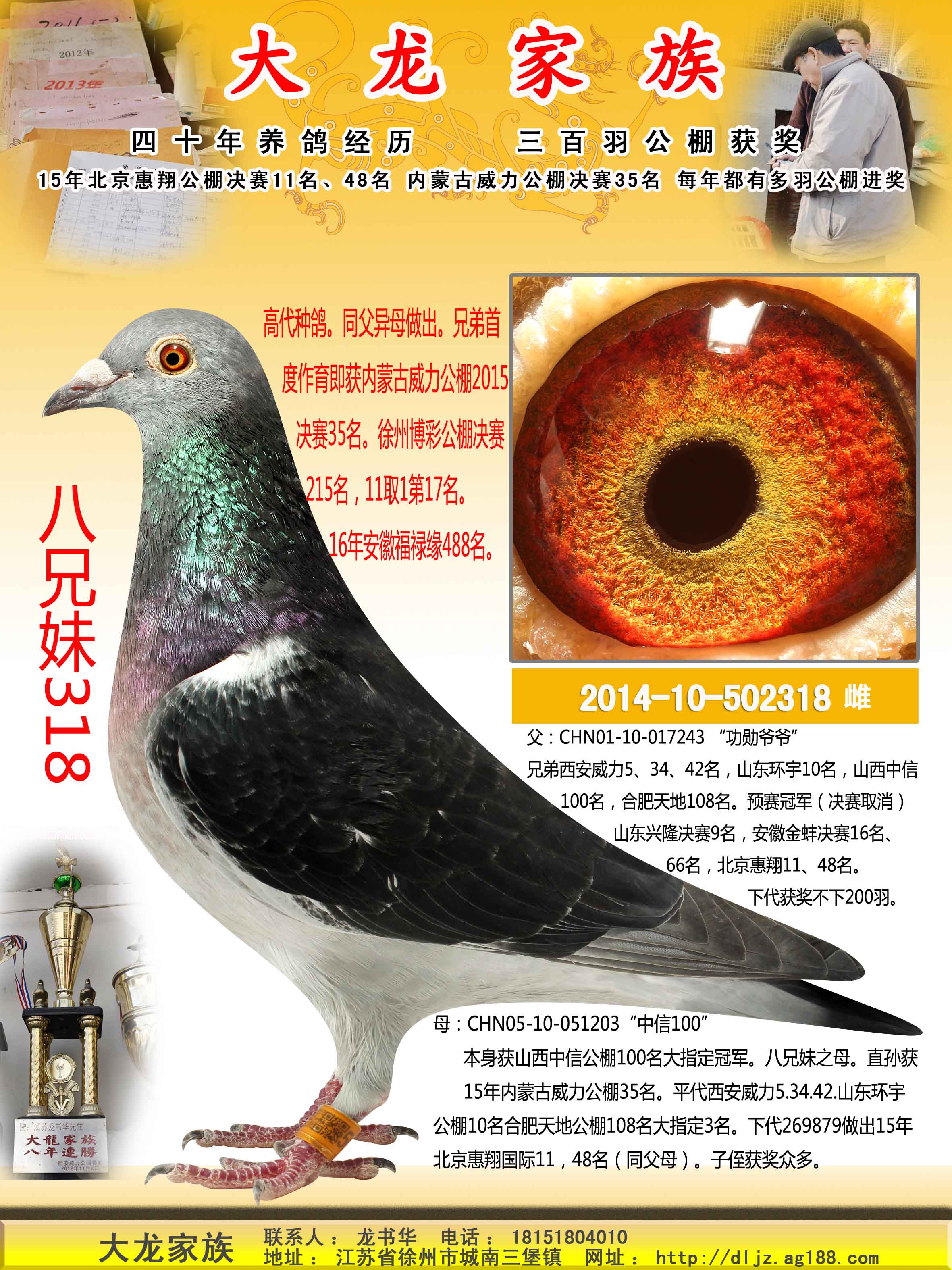 信鸽特征