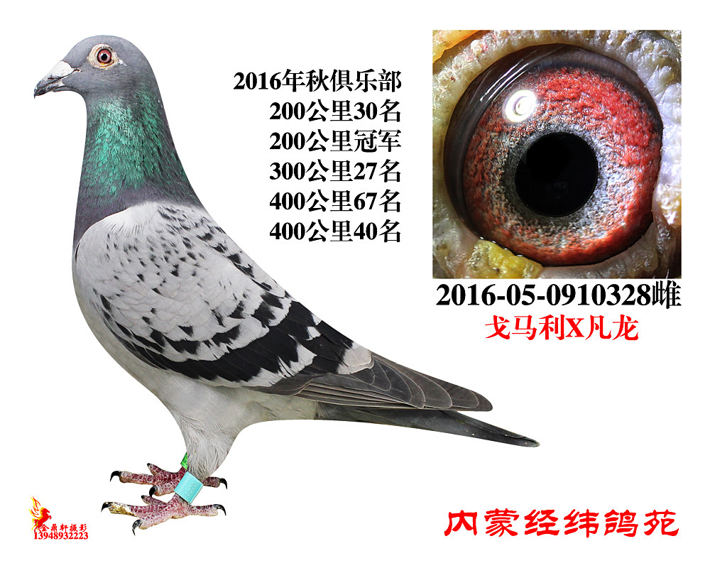 200公里冠军"凡龙328"