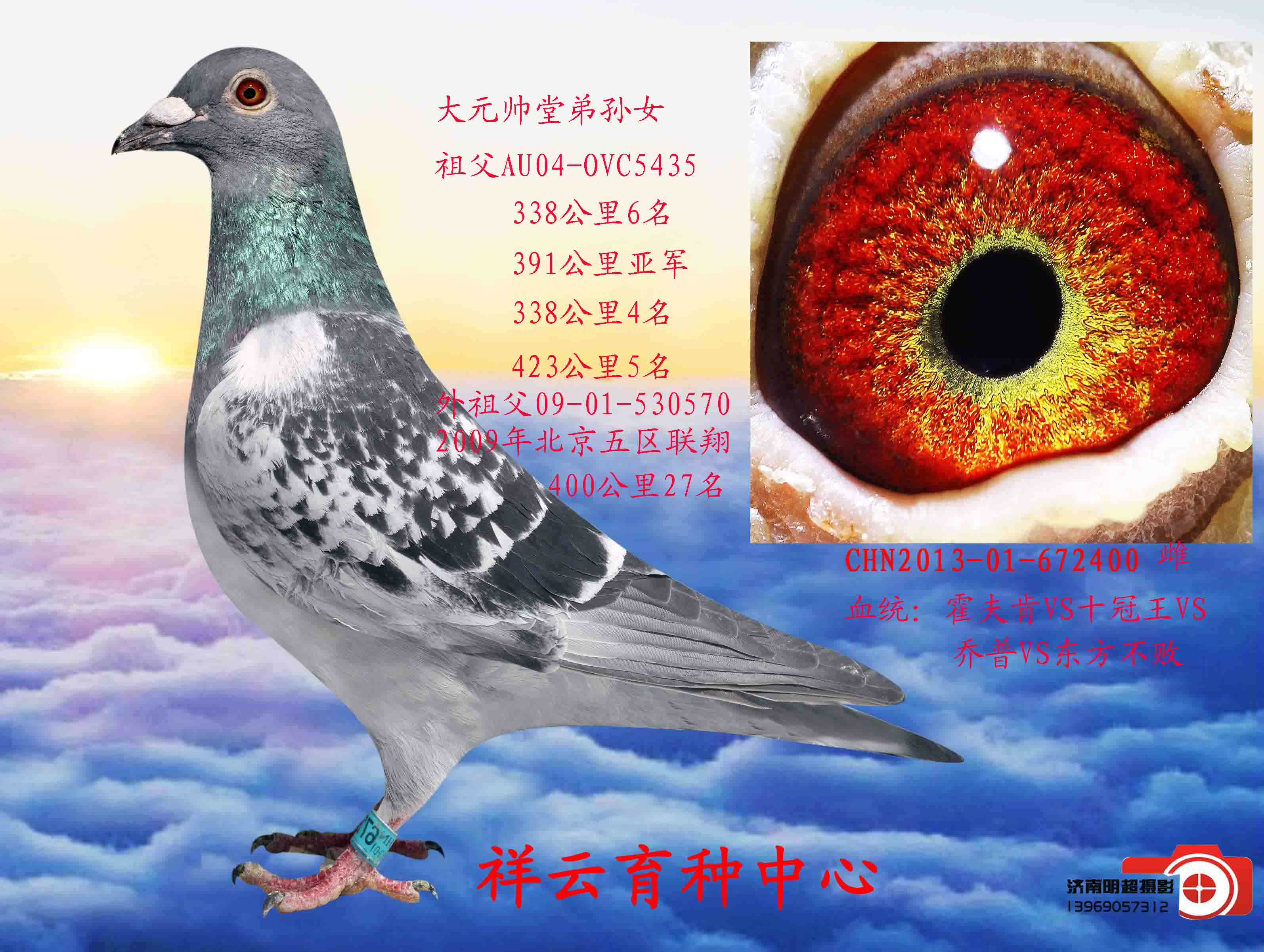霍夫肯400_祥云育种中心-中信网爱鸽商城