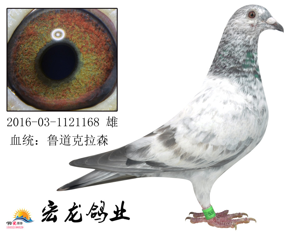 鲁道克拉森野笛近亲回血