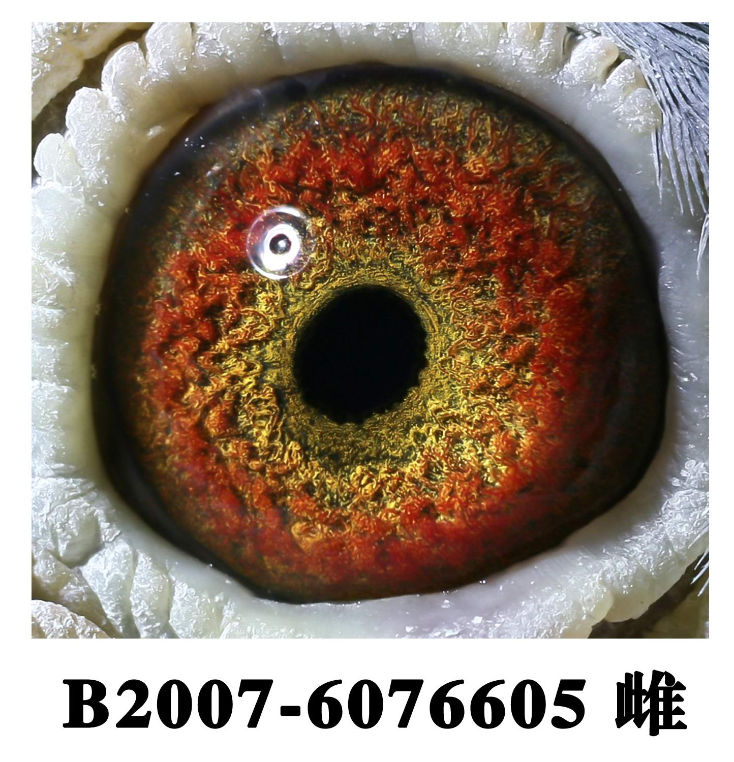 胡本 丹迪直女【非卖品仅供欣赏】