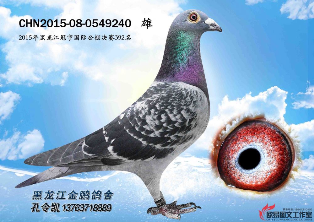 2015-08-0549240雄_金鹏鸽舍孔令凯_ ag188.