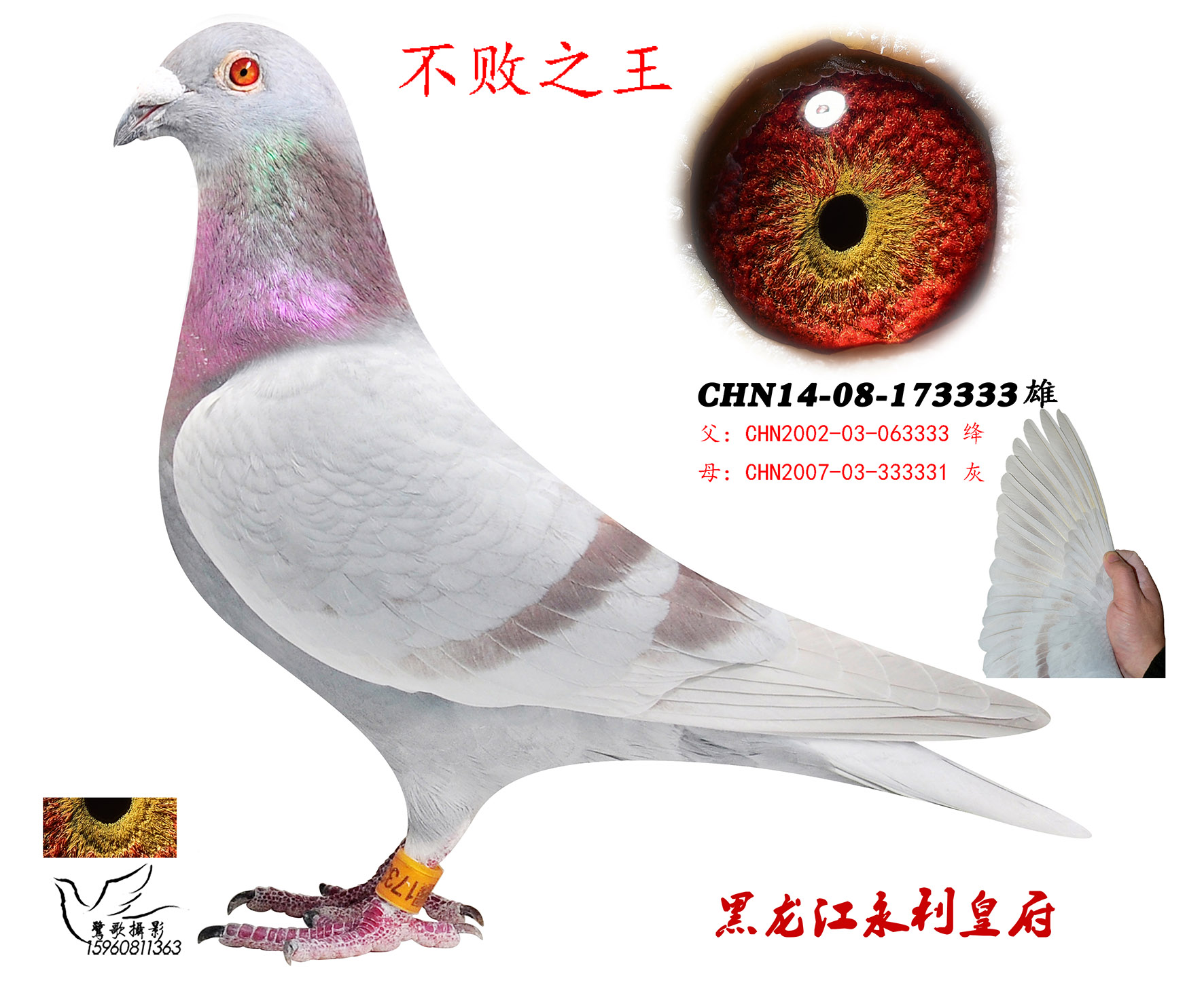 北京爱亚卡普百万名鸽