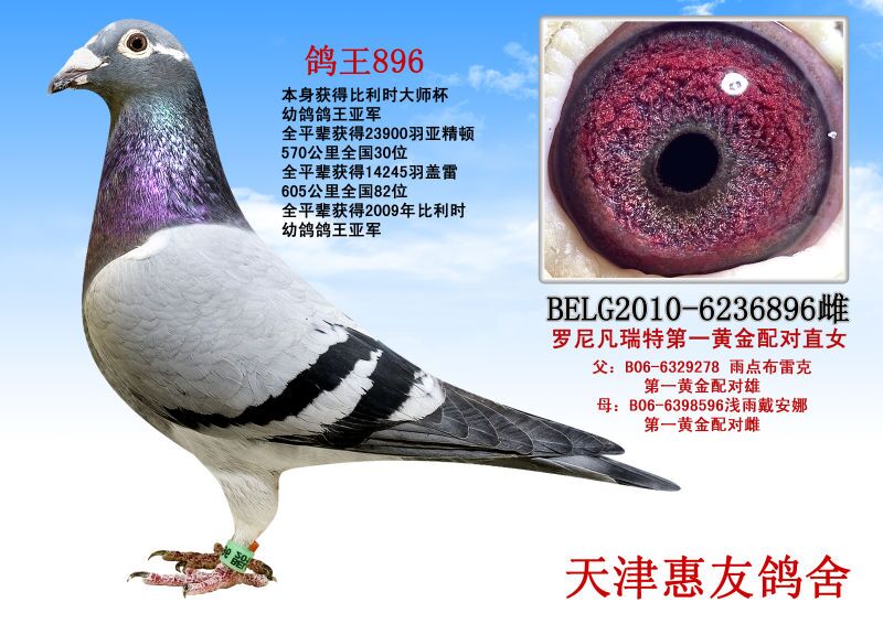 汤姆公爵605_腾翔鸽苑_ag188.com爱鸽商城_中信网