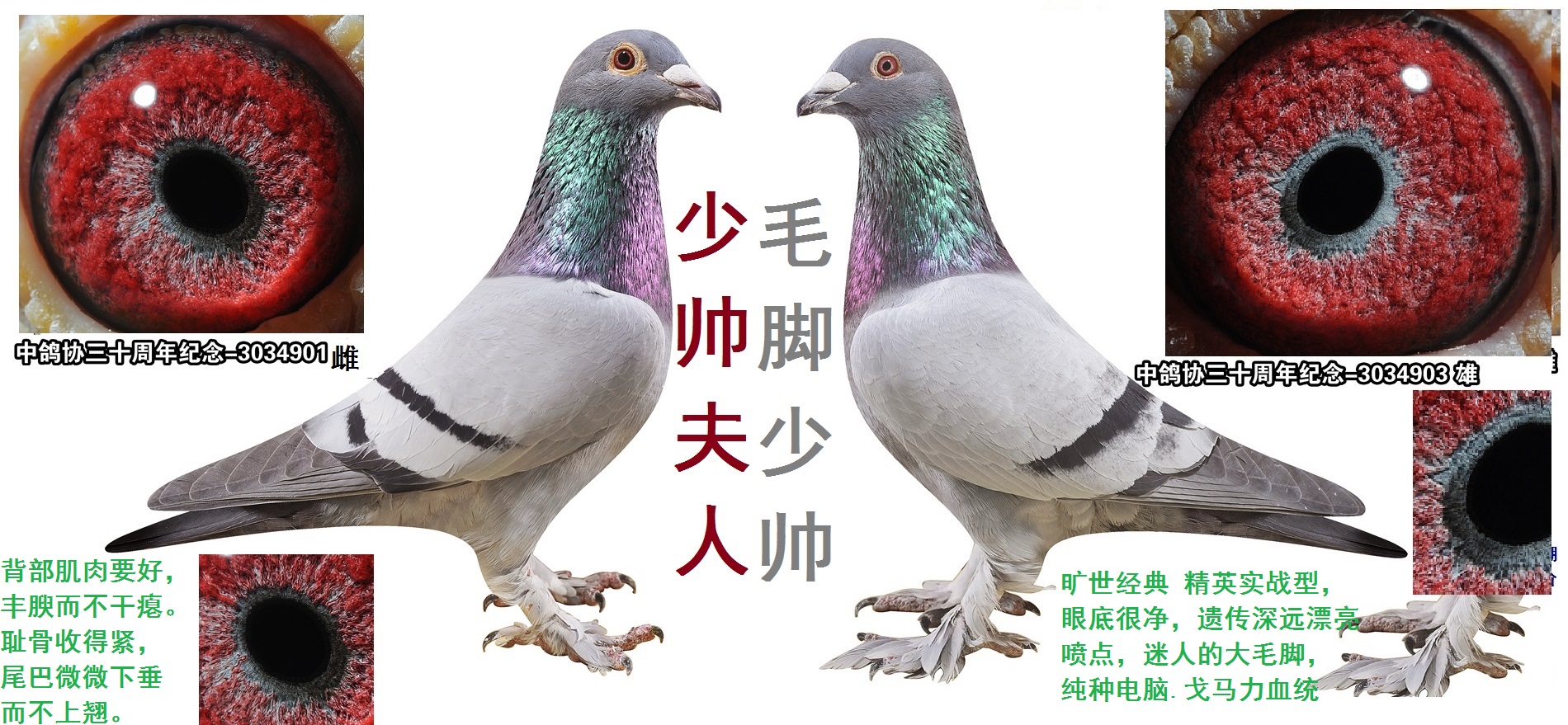 戈马力★大毛脚