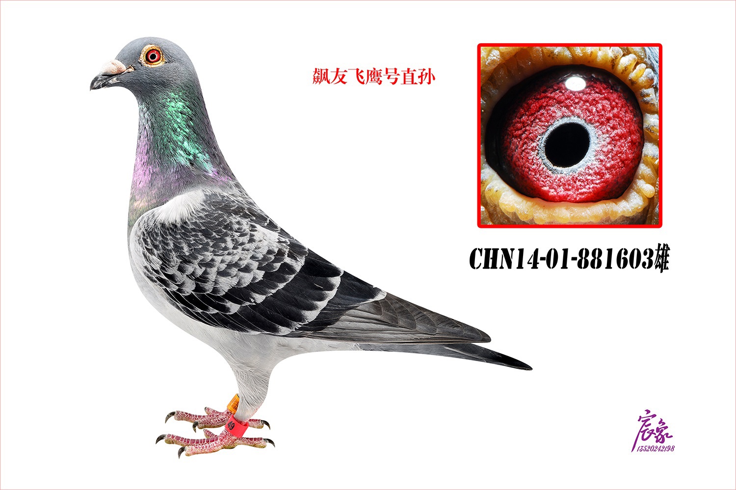 飞鹰号直孙603_博翔俱乐部-中信网爱鸽商城