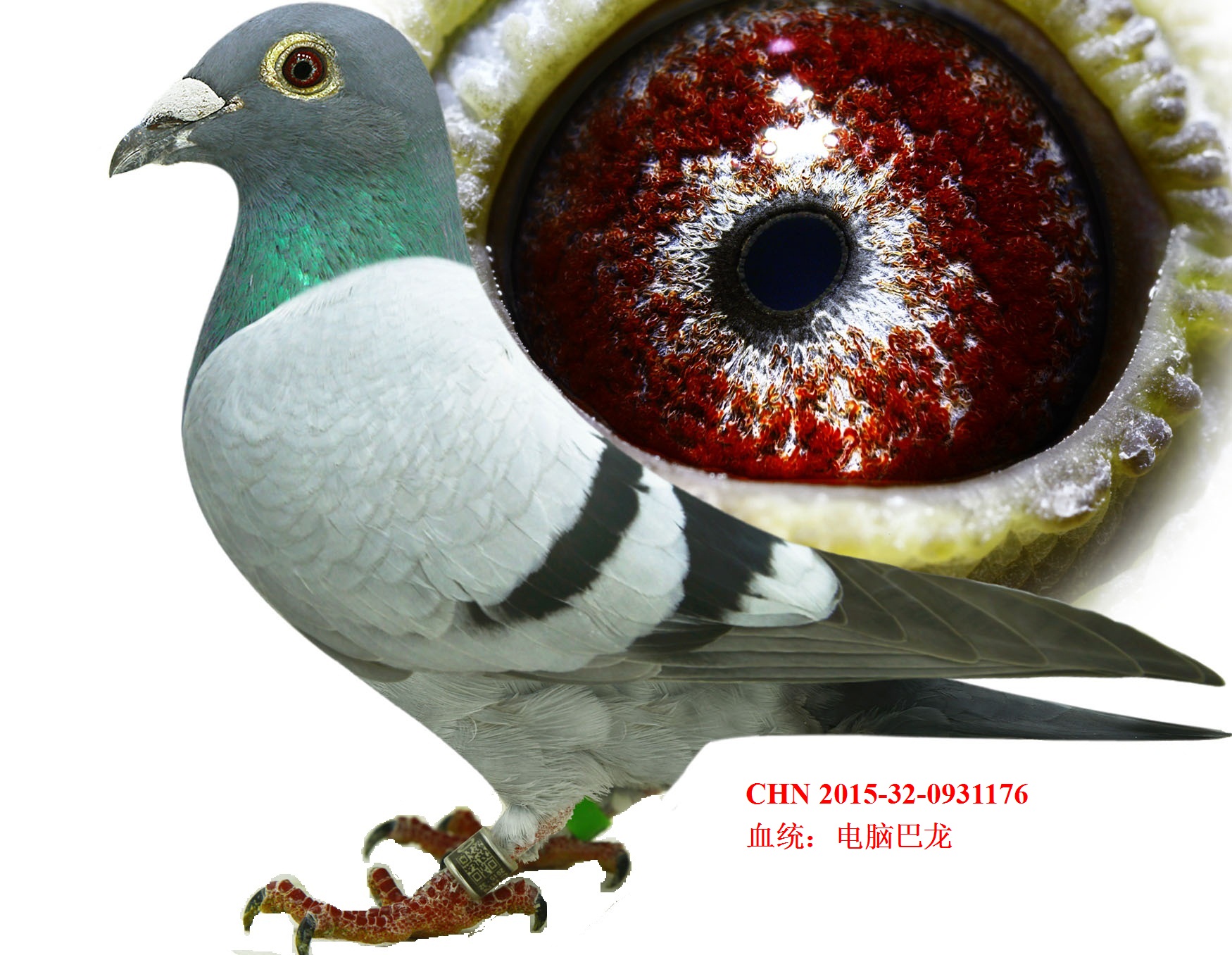 电脑秃头