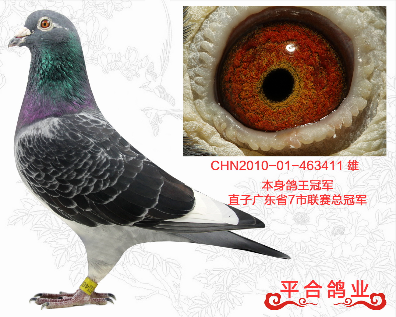 com爱鸽商城_中国信鸽信息网