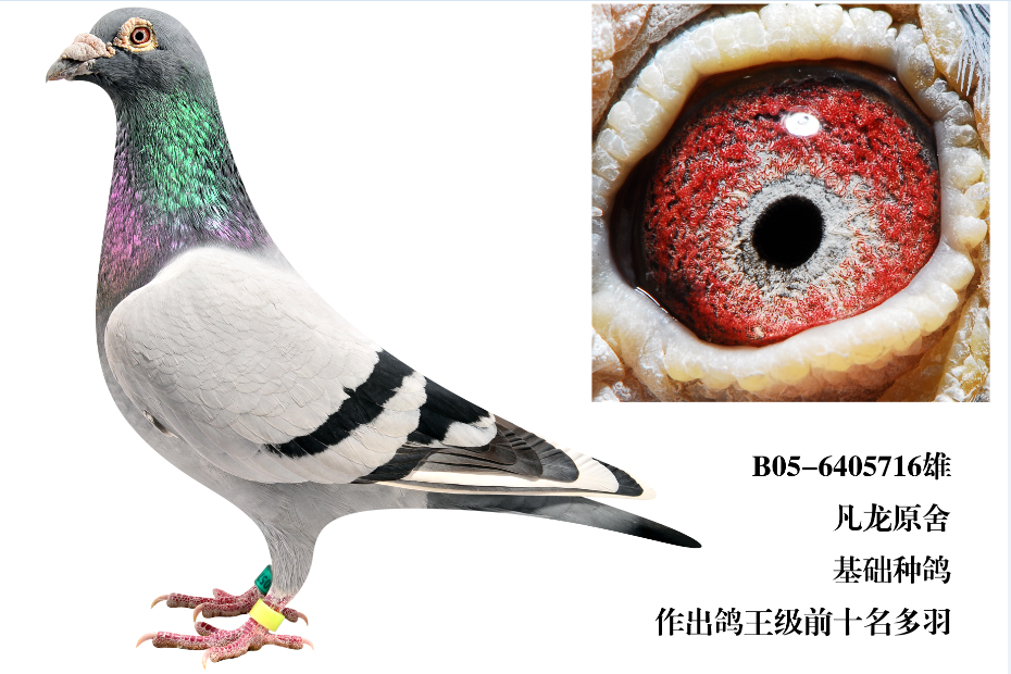 凡龙原舍超级种雄