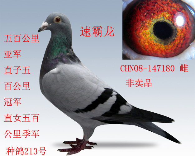 速霸龙种雌_宝霞鸽舍-中信网爱鸽商城