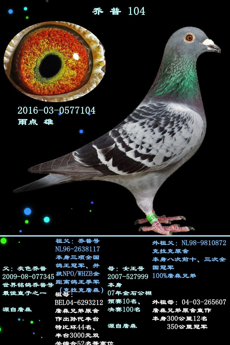 乔普104_宏业鸽苑_ag188.com爱鸽商城_中国信鸽信息网