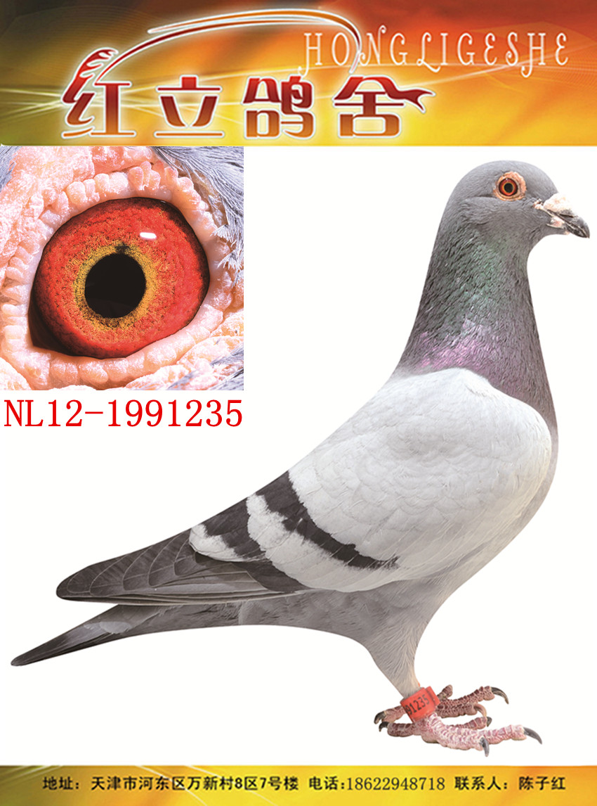 "闪电号"近血