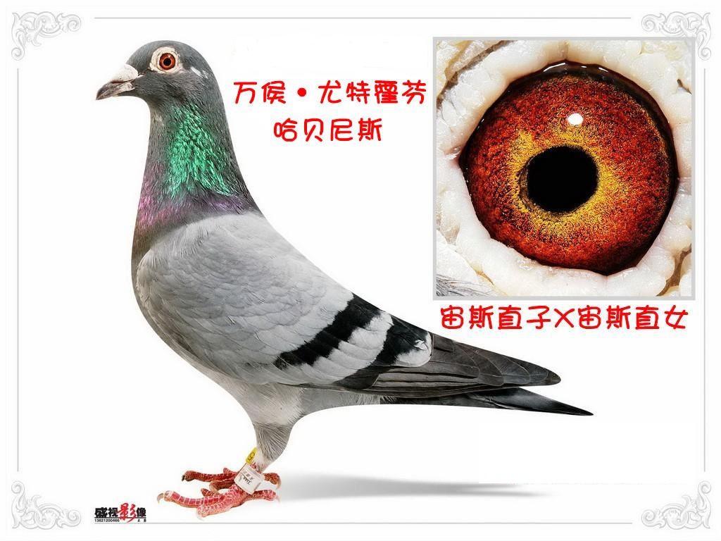 万侯·尤特霍芬宙斯直子x宙斯直女