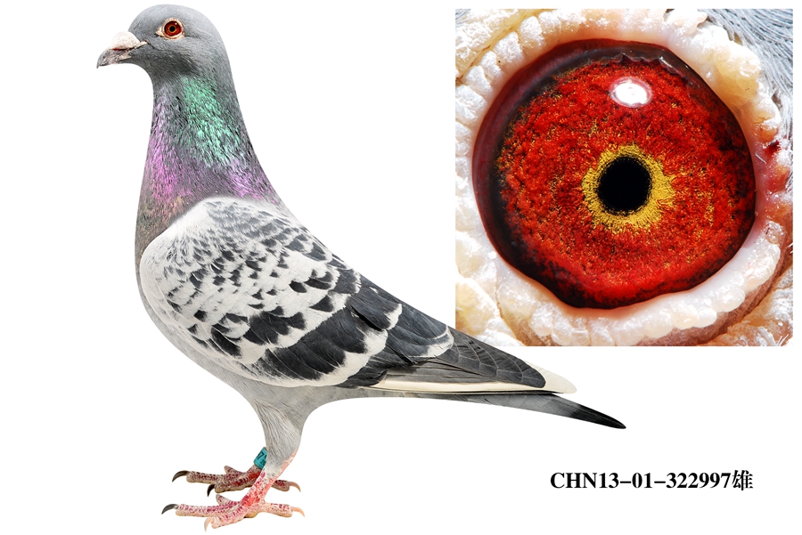 杨阿腾多利49直孙997