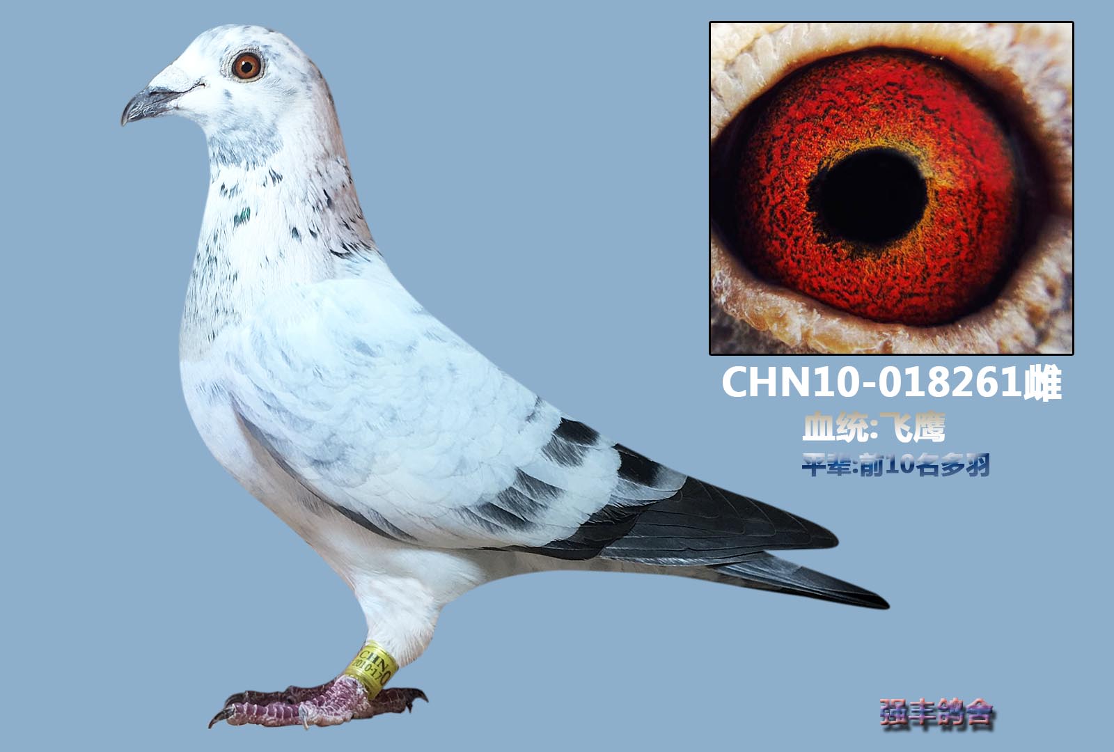飞鹰-强丰鸽舍-中信网爱鸽商城