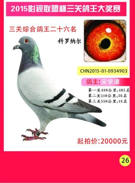 com爱鸽商城_中国信鸽信息网