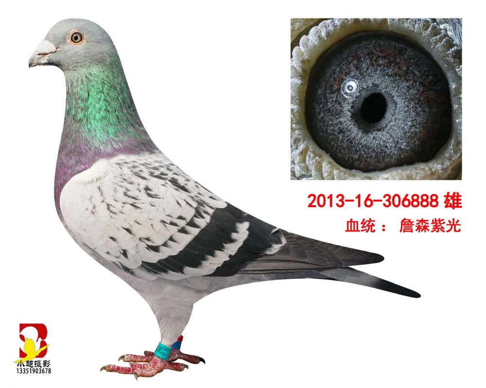 中国颖龙紫光詹森