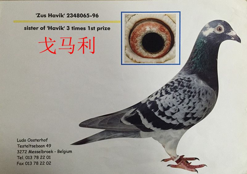 戈马利