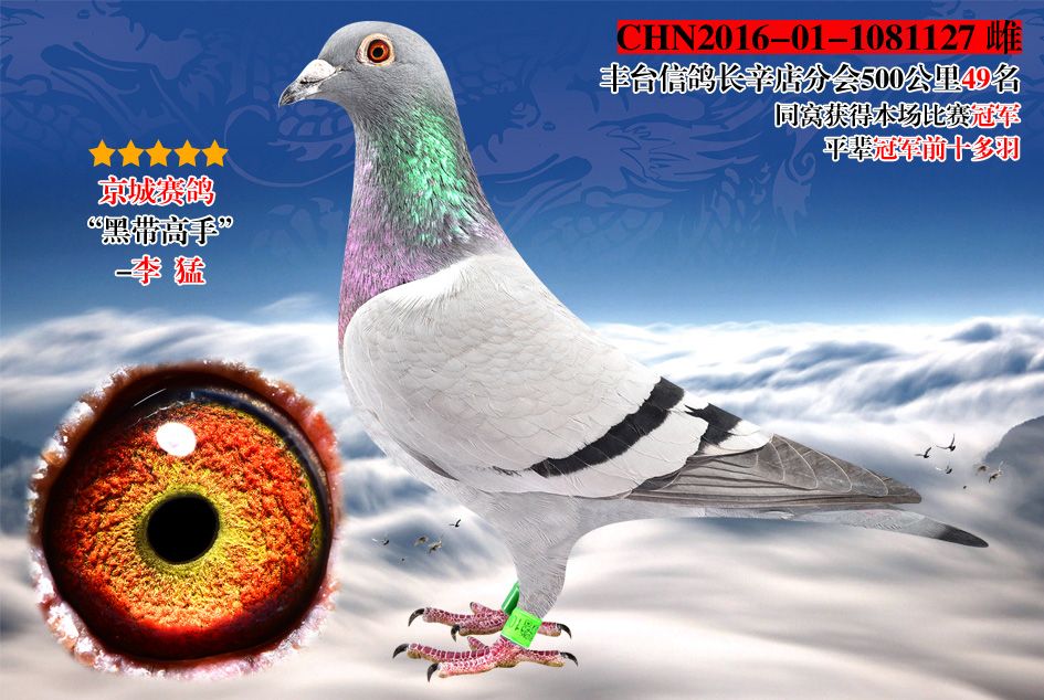 北京宏博鸽业-李猛