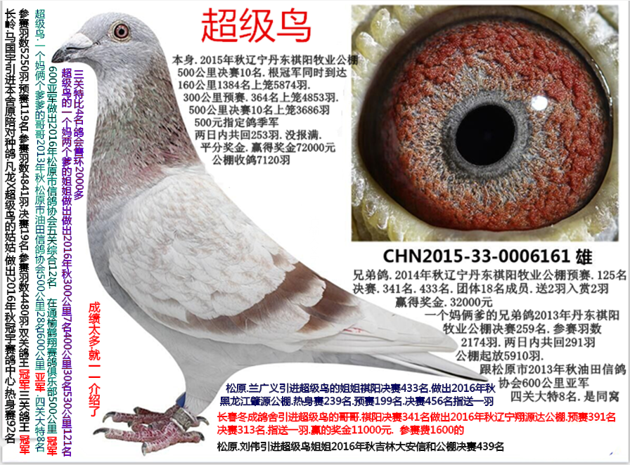 相关图片 信鸽特征                  编 号: 411078