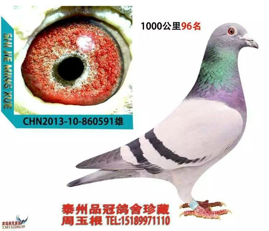 信鸽特征                编 号: 496262                鸽 名: 品冠