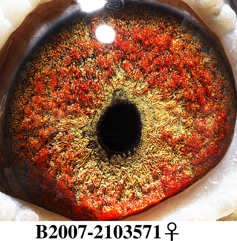 世界超级种鸽"深斑杰夫"直女_北京卓越星_ag188.com爱鸽商城_中信网