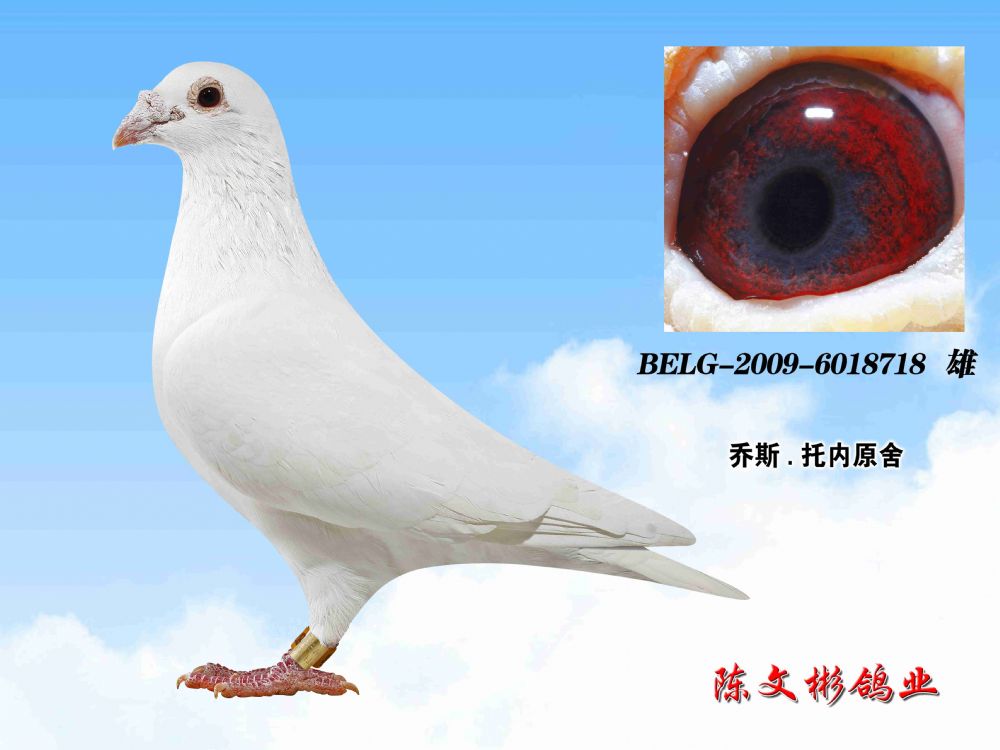 国家巨人-陈文彬鸽业-中信网爱鸽商城