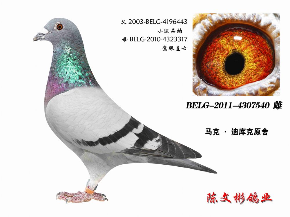 鹰眼魔女-陈文彬鸽业-中信网爱鸽商城