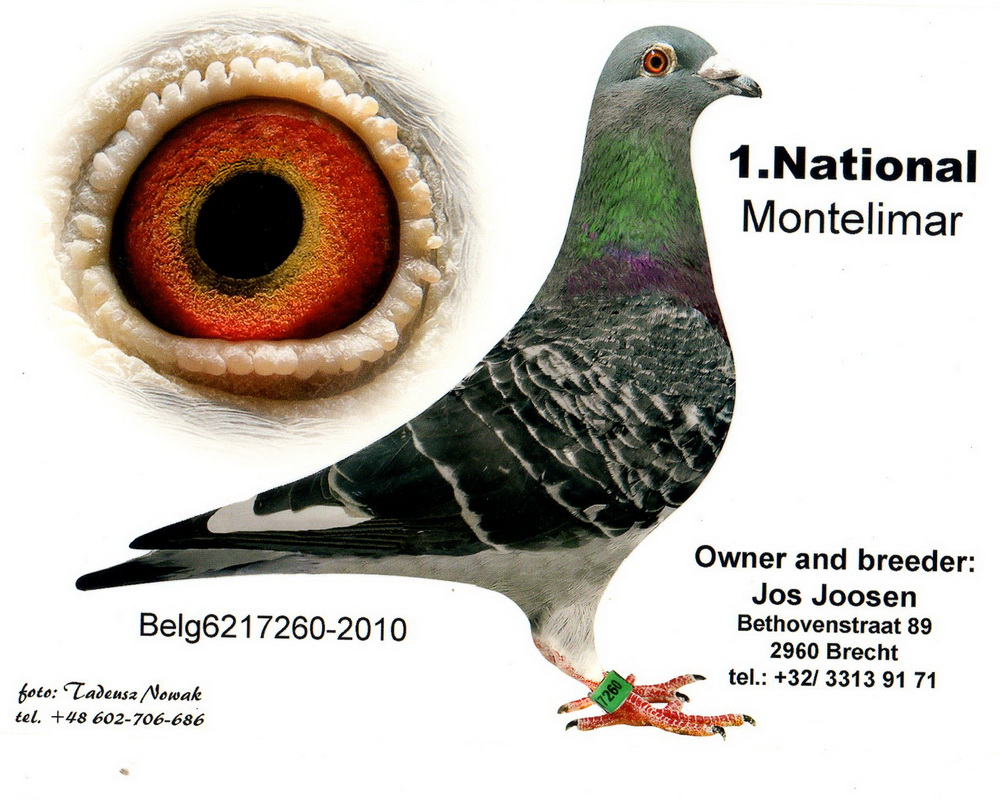 乔斯乔森--马赛国际冠军外孙女出售子代