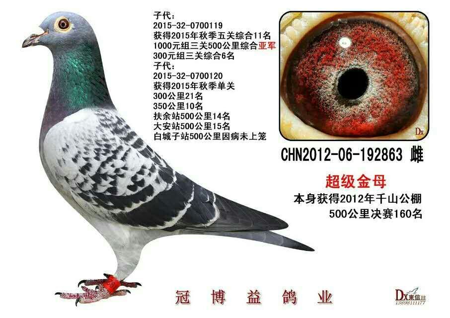 超级金母