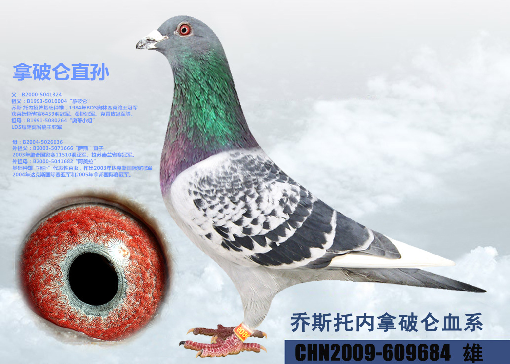 com爱鸽商城_中国信鸽信息网