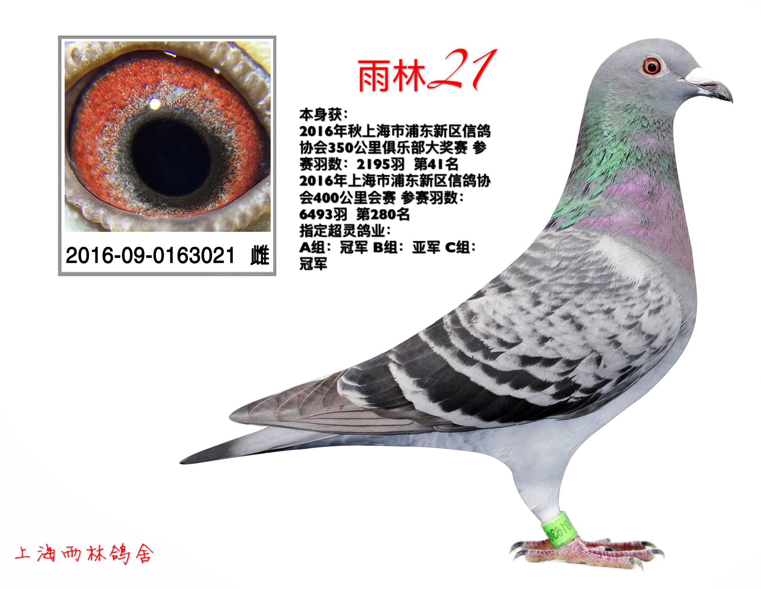 雨林21(已售)