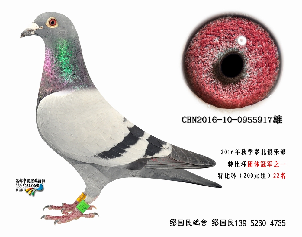 杨龚多拉斯917-江苏缪国民鸽舍-中信网爱鸽商城