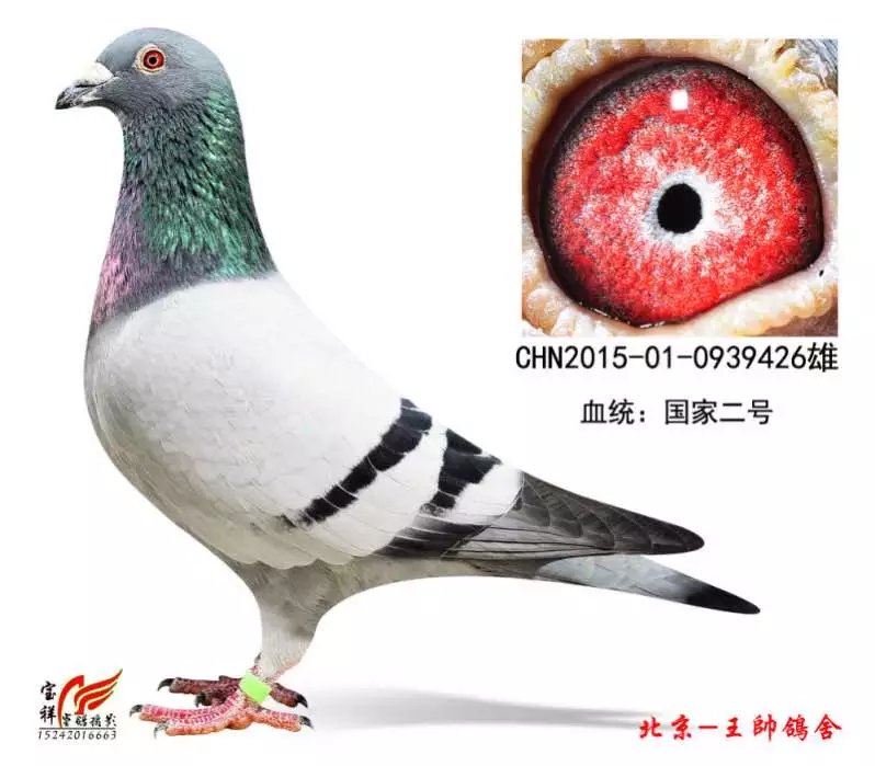 国家二号-北京王帅鸽舍-中信网爱鸽商城
