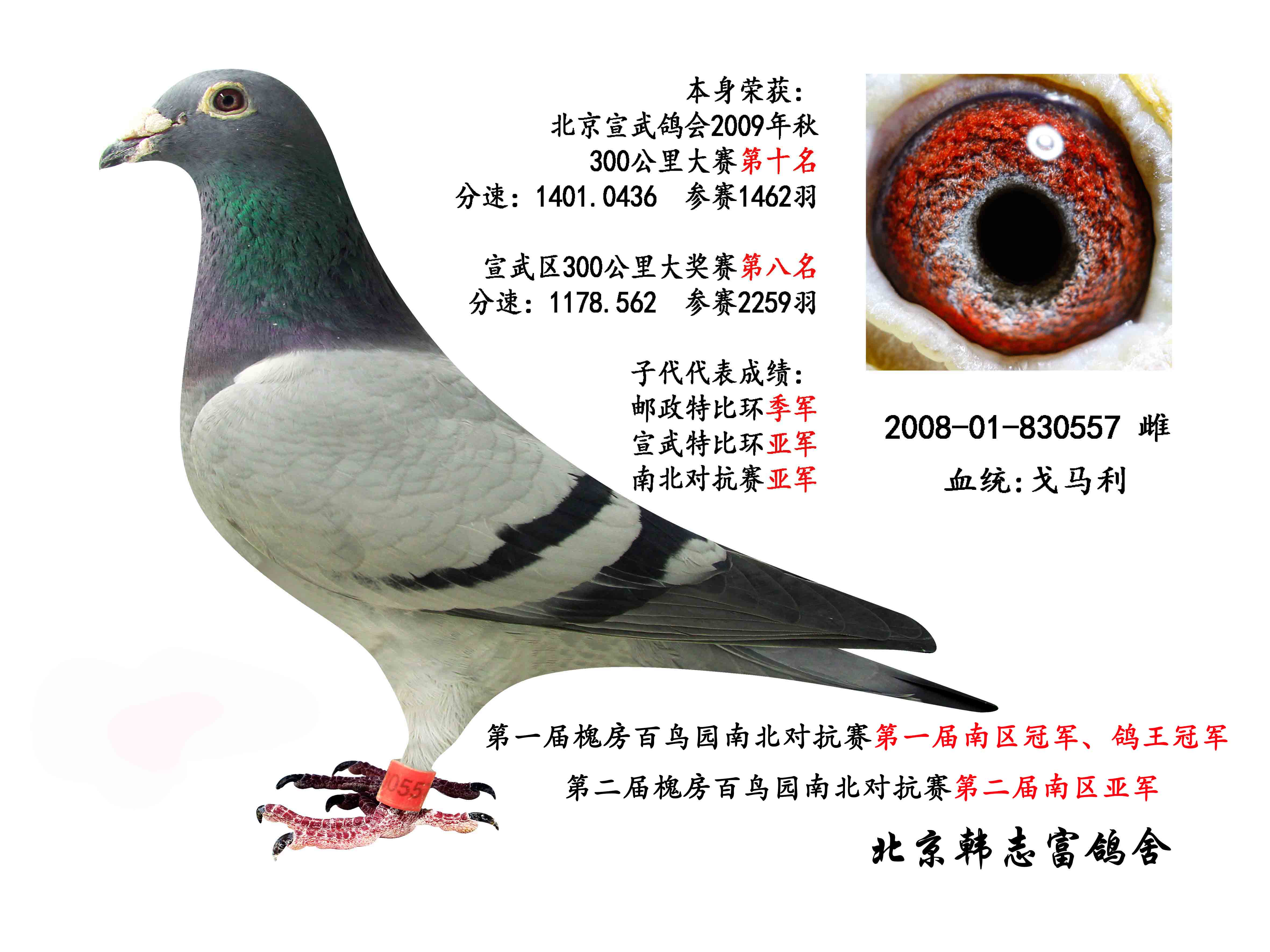 2008-01-830557_北京韩志富鸽舍_ag188.com爱鸽商城_中信网