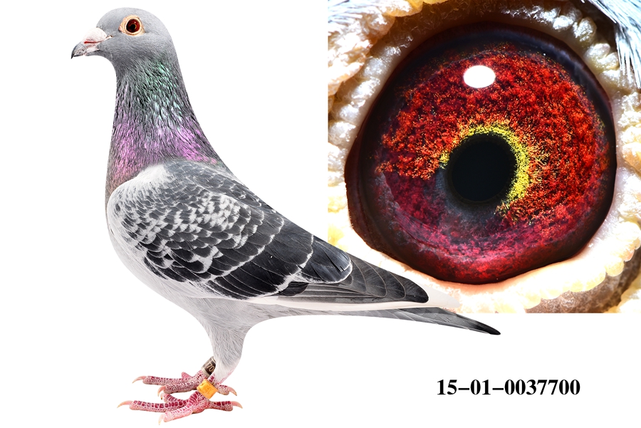 杨阿腾多利49直孙700