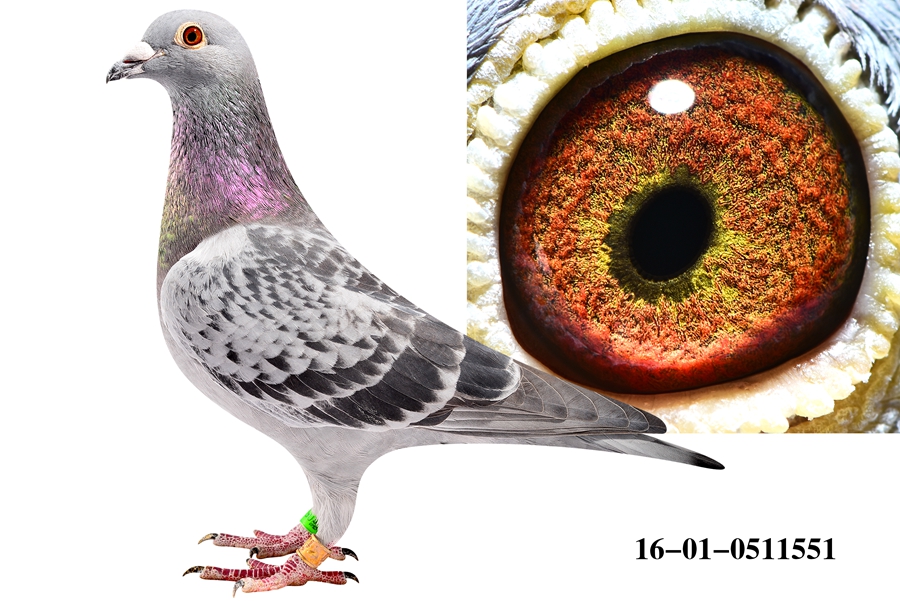 杨阿腾多利49直孙