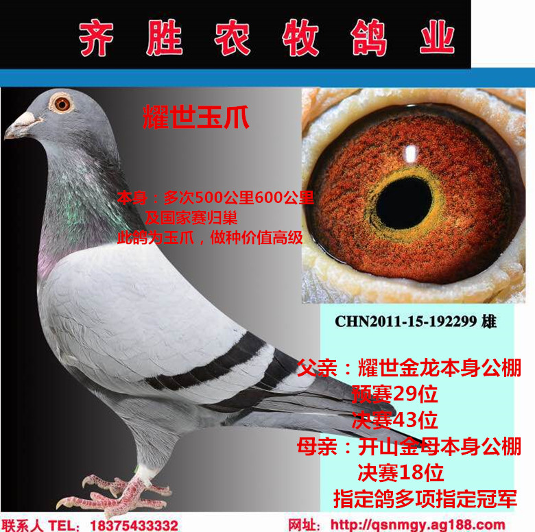 com爱鸽商城_中国信鸽信息网