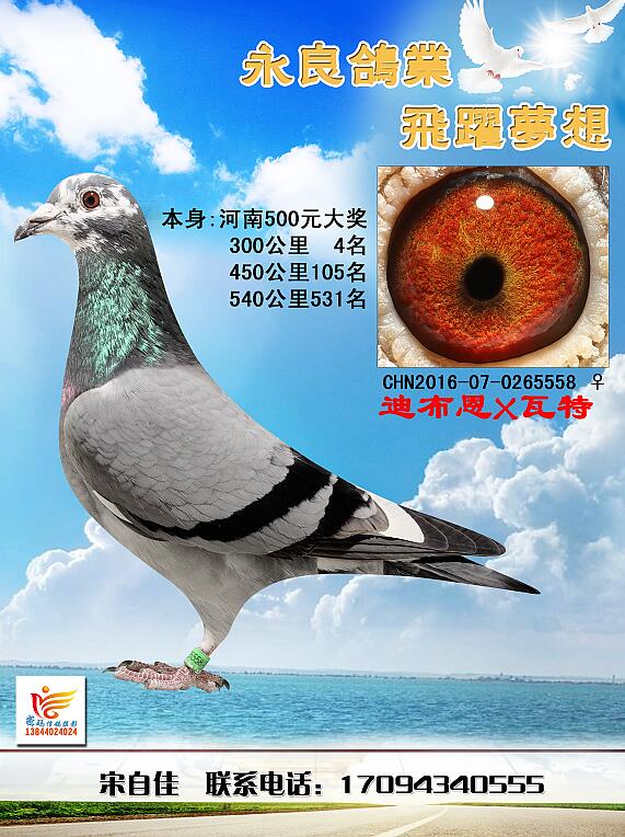 信鸽特征