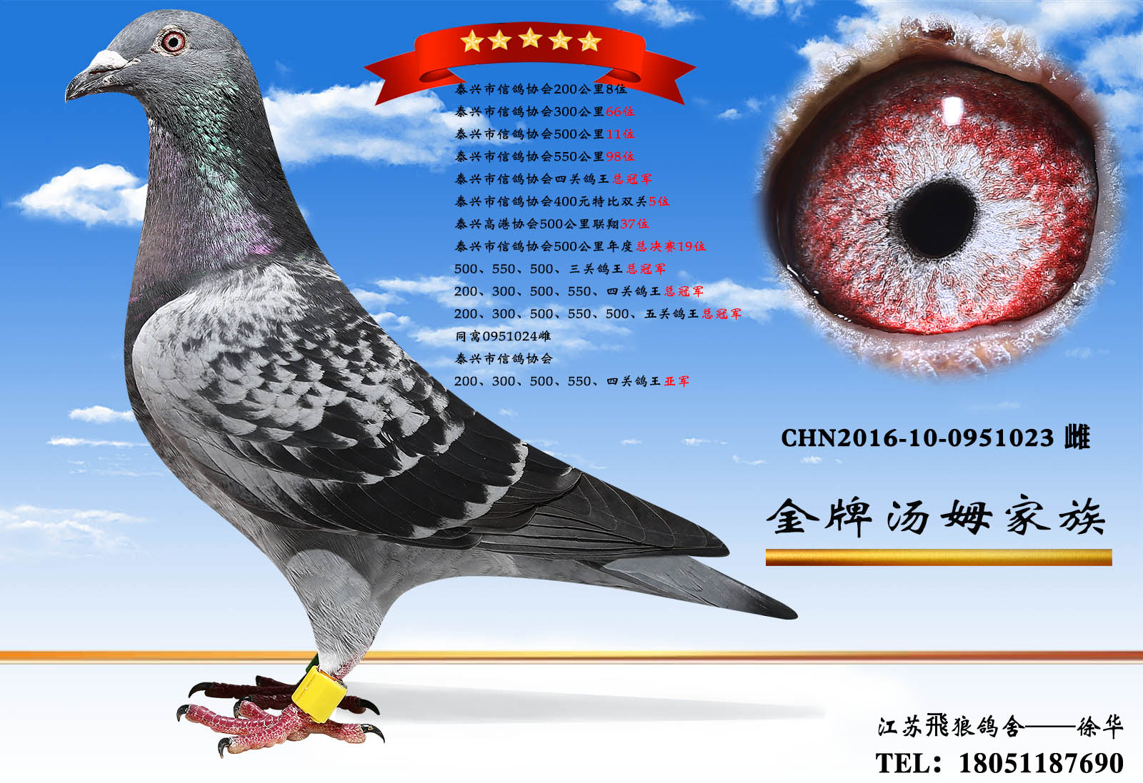 极速汤姆023 五关王 仅供欣赏_飞狼鸽舍_ ag188.