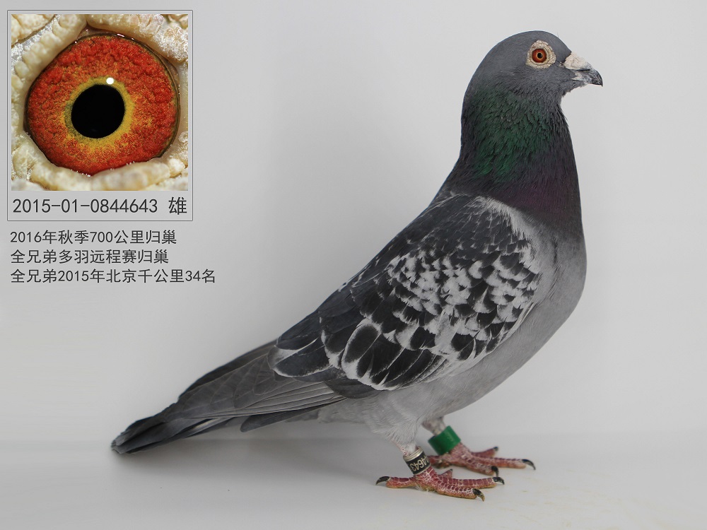 2015-01-0844643_黑焰联合鸽舍_ ag188.com爱鸽商城_中国信鸽信息网