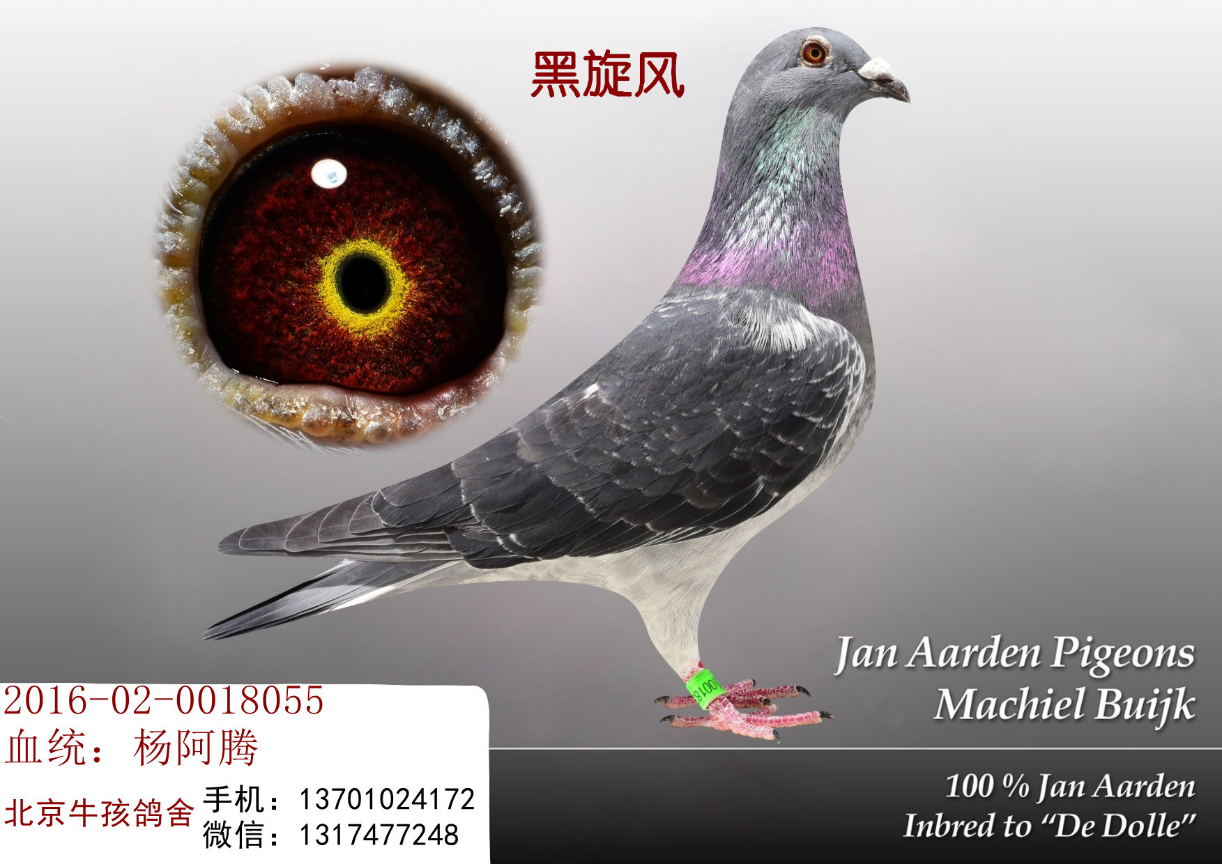 狄尔巴鸽系与杨阿腾图片