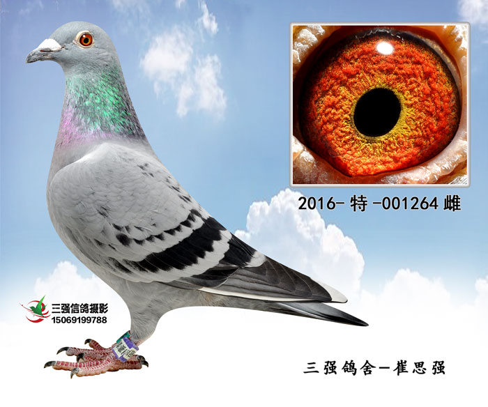 三强鸽舍1264