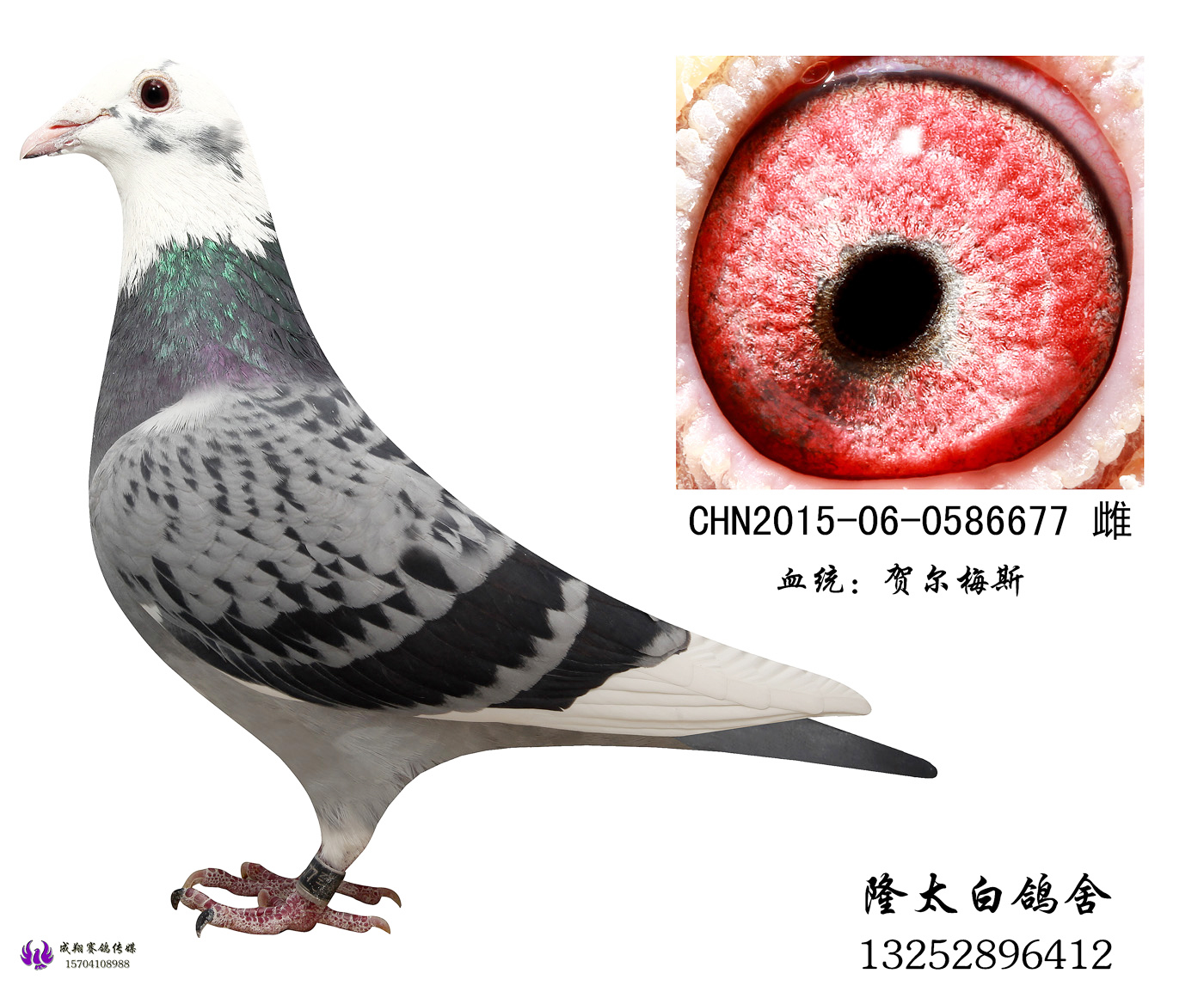 雷蒙多·贺尔梅斯